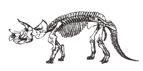 Skeleton of Triceratops prorsus. Doodle sketch. Vintage vector illustration.