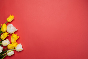 Yellow and white tulips on a red background with space for a copy. Beautiful holiday card with flowers, spring flowers, March 8, Mother's Day, Valentine's Day, February 14, space for text