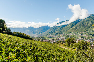 Dorf Tirol, Meran, Weinberg, Weinpergola, Aussichtspunkt, Etschtal, Etsch, Wanderweg, Spazierweg, Meranerland, Vinschgau, Südtirol, Herbst, Herbstsonne, Erntezeit, Italien