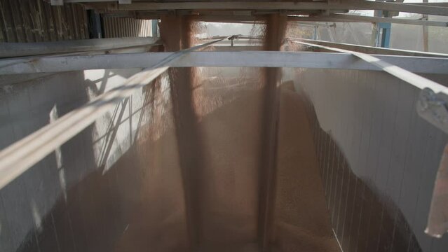 automated process of filling a container with compound feed for feeding dairy cows on a modern livestock farm