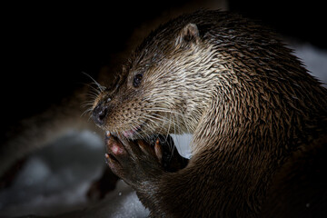 Nutria de noche lamiendose