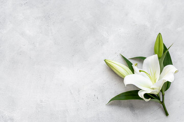 White liles flowers. Mourning or funeral background. Floral mock up - obrazy, fototapety, plakaty