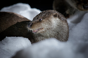 Nutria en la nieve de noche
