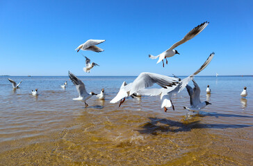Seagulls on sea beach. Landscape with group of white birds flying and swimming off the seashore. View of the coast of the Gulf of Finland on a bright sunny day.