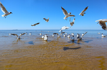 Seagulls on sea beach. Landscape with group of white birds flying and swimming off the seashore. View of the coast of the Gulf of Finland on a bright sunny day.