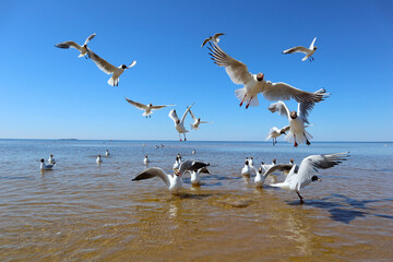 Seagulls on sea beach. Landscape with group of white birds flying and swimming off the seashore. View of the coast of the Gulf of Finland on a bright sunny day.