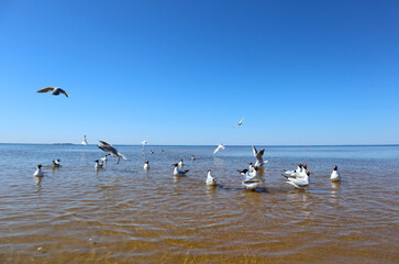 Seagulls on sea beach. Landscape with group of white birds flying and swimming off the seashore. View of the coast of the Gulf of Finland on a bright sunny day.
