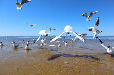 Seagulls on sea beach. Landscape with group of white birds flying and swimming off the seashore. View of the coast of the Gulf of Finland on a bright sunny day.