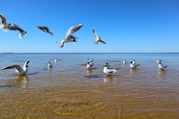 Seagulls on sea beach. Landscape with group of white birds flying and swimming off the seashore. View of the coast of the Gulf of Finland on a bright sunny day.