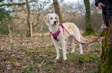 Young golden retriever dog walking in the park on a pink lead with unrecognizable owner