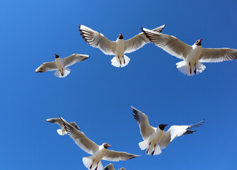 Obraz premium Seagulls against a clear blue sky. A group of white birds with a black heads flies freely in the air over the Gulf of Finland on a bright sunny day.