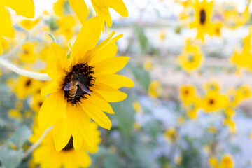 The backdrop of bright yellow sunflowers in a sunflower field that has been planted for tourists to visit and take pictures with beautiful sunflowers.Natural background with copy space for text.