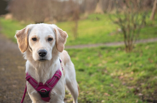 Portrait image of young golden retriever dog in a pink harness outdoors in a green park 