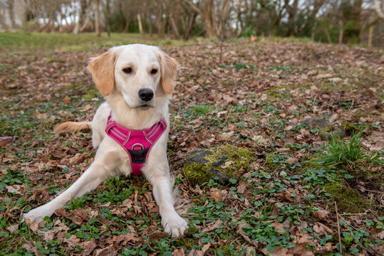 Portrait image of young golden retriever dog in a pink harness laying down outdoors in a green park 