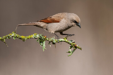 Bay winged Cowbird in Calden forest environment, La Pampa Province, Patagonia, Argentina.