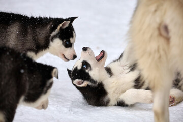 Siberian husky dog is playing with husky puppy . Two siberian husky are playing with each other in the park. 