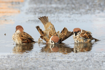 Sparrows bathing in a puddle in a parking lot in the winter sun