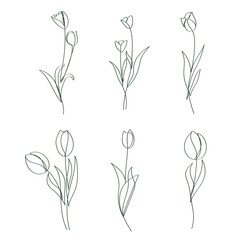 Hand Drawn tulip flowers elegant continues line drawing artwork vector linear illustration. Set of Tulips minimalist single line or one linear spring elements.