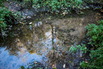 Clear water in a forest stream