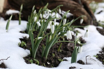 Beautiful blooming snowdrops growing outdoors. Spring flowers