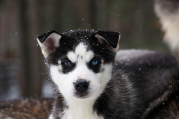 Cute siberian husky puppy playing the snow winter © areporter