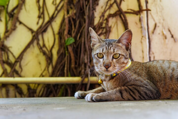 cat in the garden, Tabby cat lying on cement floor next to a wall clinging to tree roots, cute domestic tabby kitten looking at camera