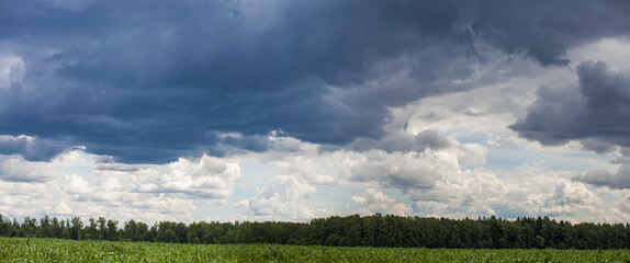 horizon storm clouds over cornfield