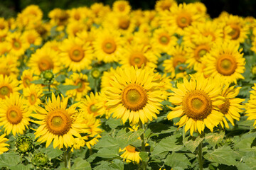 Beautiful yellow color sunflower in the agriculture farm background