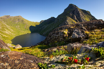 Panoramic view of the Stokvika fjord in Lofoten islands, Norway. Typical autumn plants in the foreground.