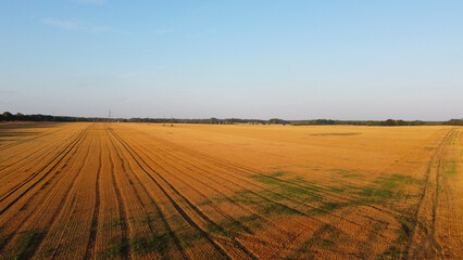 Field of wheat in the morning