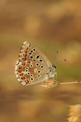 Detailed closeup of an Adonis blue, Lysandra bellargus, butterfly with closed wings sitting on a straw