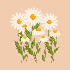 Several chamomile flowers grow. Botanical vector isolated illustration for postcard, poster, ad, decor, fabric and other uses.
