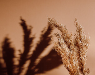 Pampas grass with dark shadows on brown background, copy space. Dry grass background, bohemian style, minimal aesthetic concept.