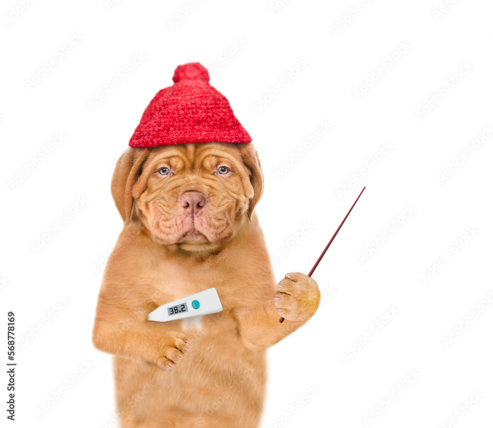 Poster unhappy sick puppy wearing warm hat holds thermometer and points away on empty space. isolated on wh