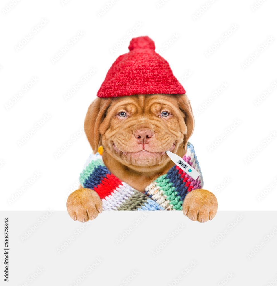 Poster smiling puppy wearing warm scarf and hat holds thermometer in it mouth and looks above empty white b