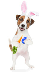 Jack russell terrier puppy wearing easter rabbits ears holds painted egg and carrot. Isolated on white background