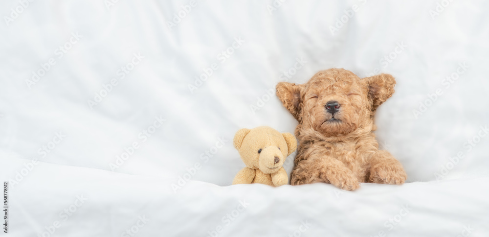 Poster newborn toy poodle puppy sleeps under white blanket on a bed at home with favorite toy bear. top dow