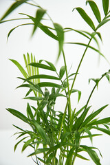 Closeup leaf decorative hamedorea palm in interior home. Concept of minimalism. Houseplants in a modern interior. Selective focus.