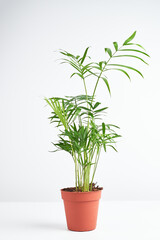 Fototapeta na wymiar Home plant hamedorea or Areca palm in a clay brown pot on a white background. The concept of minimalism. Houseplants in a modern interior. Banner.