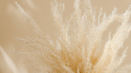 Pampas grass background, banner size. Dry grass background, aesthetic poster for home interior