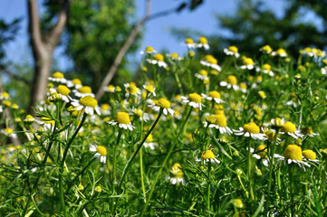 field of blooming camomile (Matricaria chamomilla) - homeopathic flowers