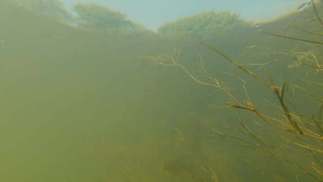 various algae are swaying underwater in the river and fish are swimming among them - common roach