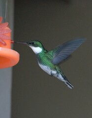 Colibri garganta blanca bebiendo en fondo oscuro  © Francita