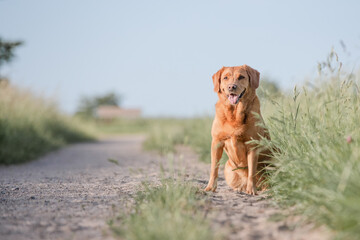Hund beim Spaziergang im Park, Training im Sommer in der Natur, Toller