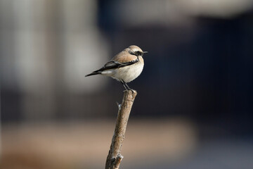 モンゴルや中国から渡来する、めったに見られない珍しく美しい小鳥、サバクヒタキ
