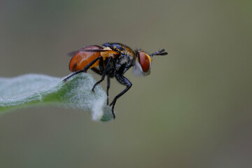 Fly (Gymnosoma sp.) on a leaf