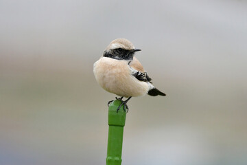 モンゴルや中国から渡来する、めったに見られない珍しく美しい小鳥、サバクヒタキ