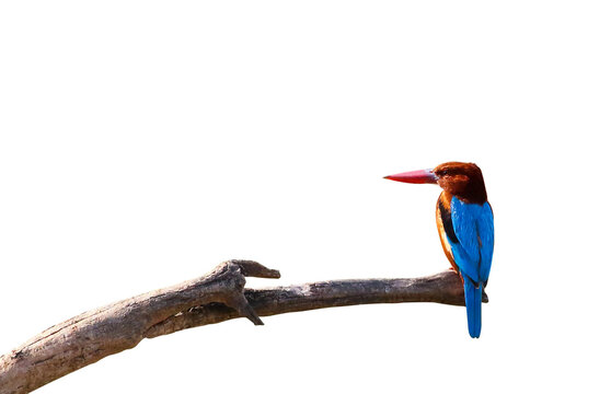 White-throated Kingfisher bird perched on a dry branch isolated on transparent background png file