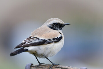 モンゴルや中国からやってくる、めったに見られない珍しい小鳥サバクヒタキ