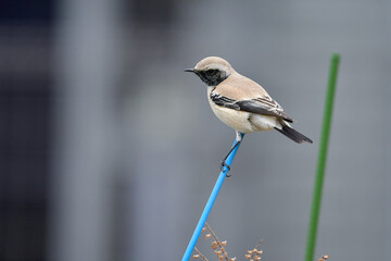 Naklejka premium モンゴルや中国からやってくる、めったに見られない珍しい小鳥サバクヒタキ